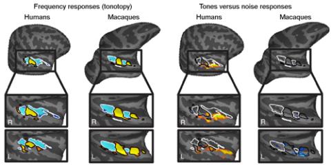 tone selectivity image
