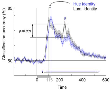 Temporal dynamics of the Representation of Hue and Luminance Polarity